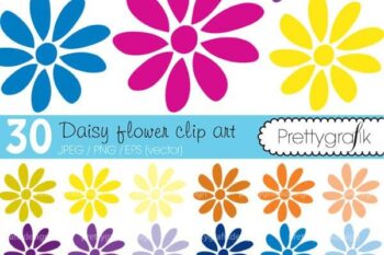 Flower daisy clipart